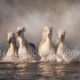 Kelpies of Camargue